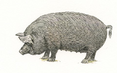 Guinea Hog