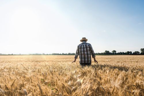 Farmer in a field of grain. (Getty under license).