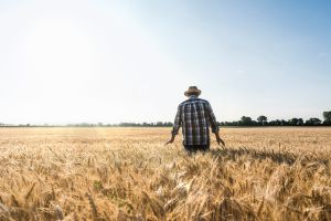 Farmer in a field of grain. (Getty under license).